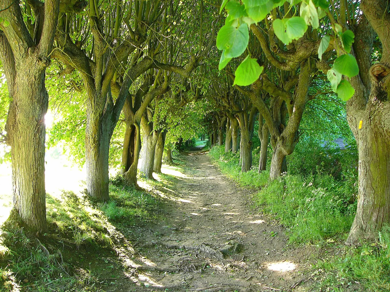 Allee