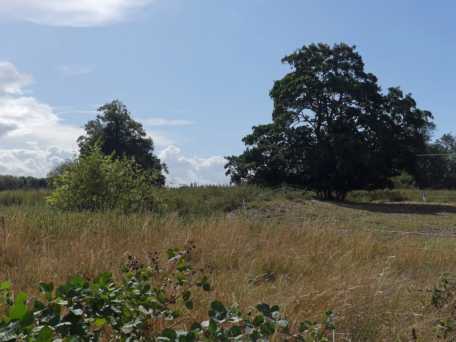 Waterbeach Abbey